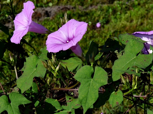 {Ipomoea cordatotriloba}